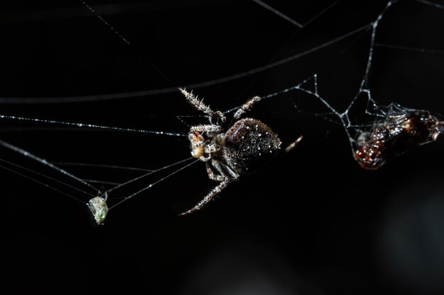 Macro araignée sur la toile d&#39;araignée