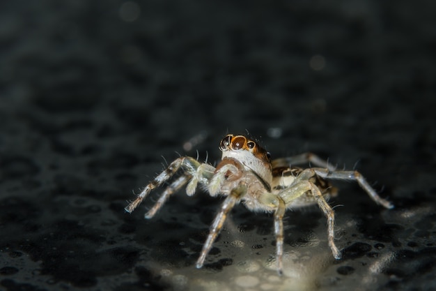 Macro araignée sur verre