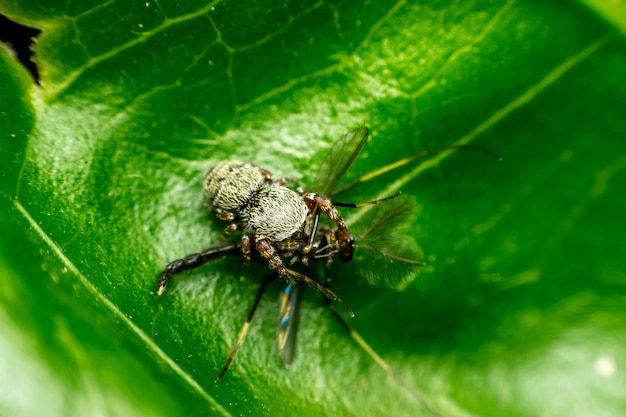 Macro, de, araignées, (araignées sauteuses), insectes, manger, moustique, gros plan, sur, les, congé, dans, nature