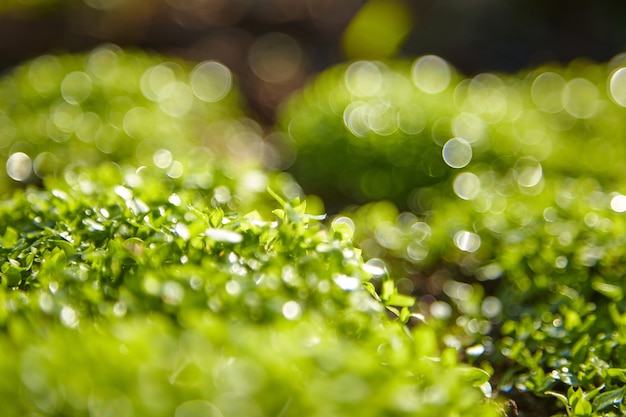 Macro d'arrière-plan flou d'herbe verte été