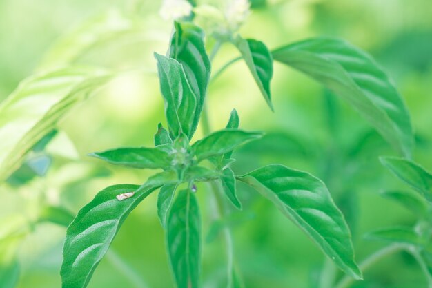 macro de l&#39;arrière-plan naturel de feuilles d&#39;arbres