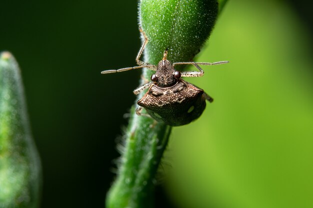 Macro assassin bug