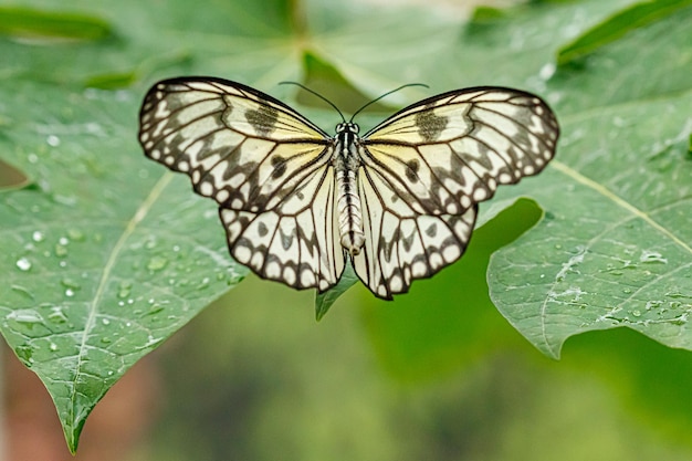 Macro beau papillon Idée leuconoe