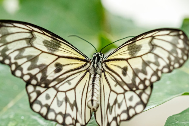 Macro beau papillon Idée leuconoe