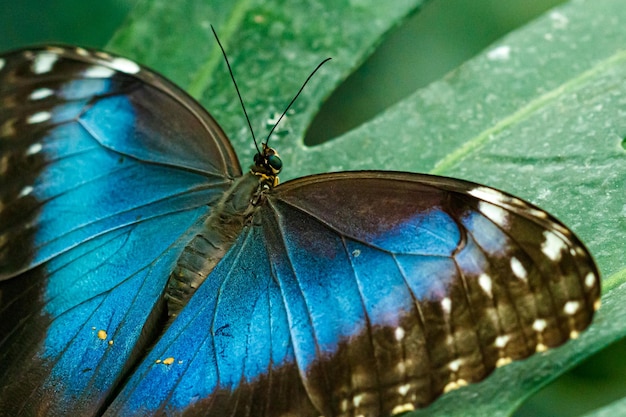 Macro beau papillon Morpho helenor