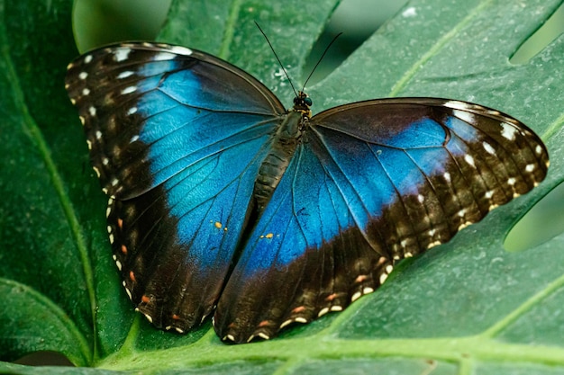 Macro beau papillon Morpho helenor