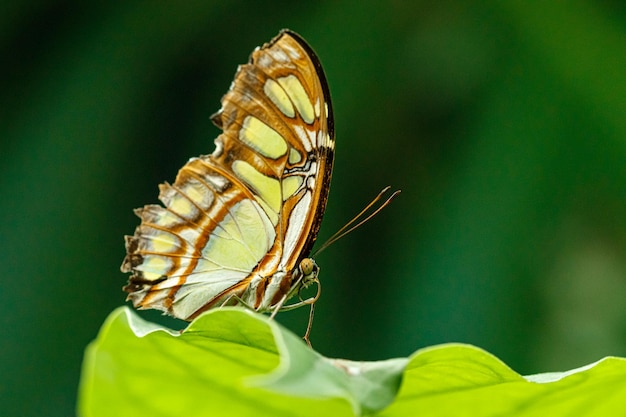 Photo macro beau papillon siproeta stelenes