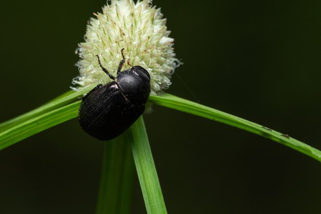 Macro Beetle sur plante