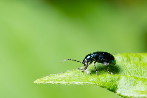 Macro Beetle sur plante