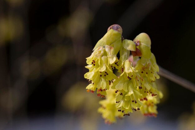 Macro Belle fleur de Corylopsis spicata Le nom du royaume est Plantae Le nom de famille est Hamamelidaceae fleurs jaunes en forme de cloches au début du printemps mise au point sélective