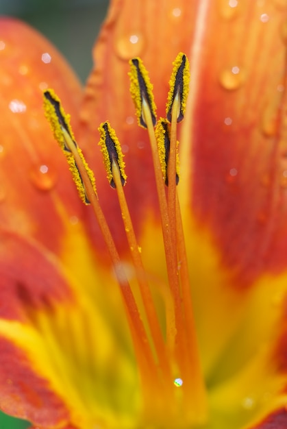 Macro de belle fleur