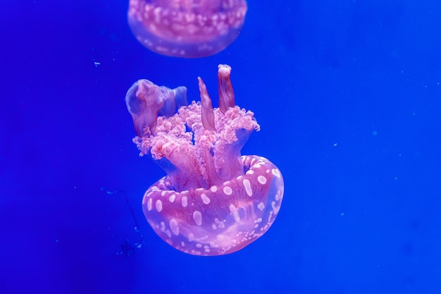 Macro d'une belle méduse mastigias papouasie