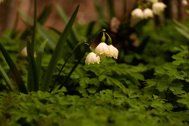 macro de belles fleurs blanches de flocon de neige au début du printemps leucojum vernum en forêt