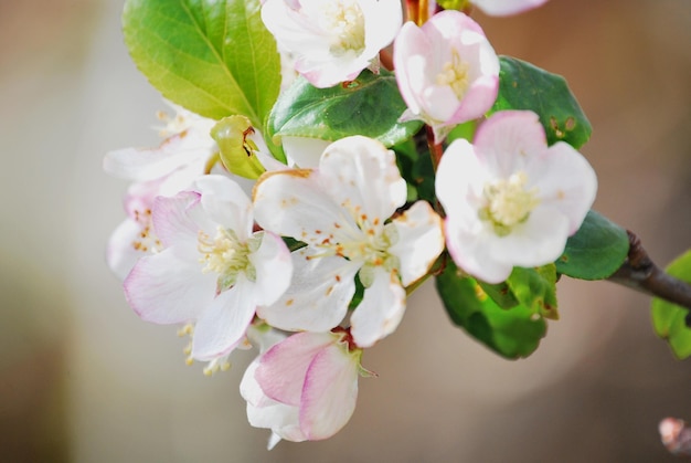 Macro de bouquet de fleurs sauvages