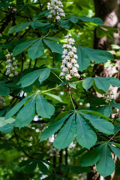 Macro de branche fleurie avec des feuilles de châtaignier