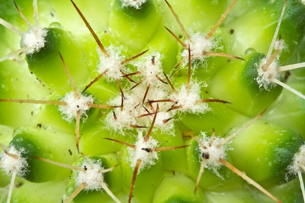 Macro cactus