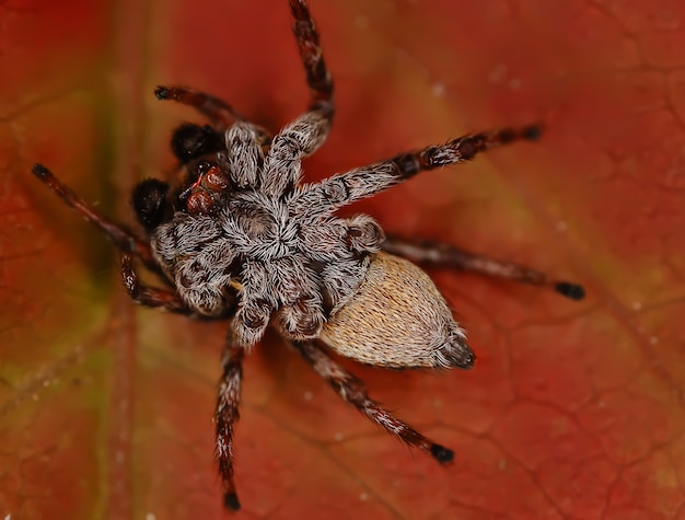 macro de cavalier d'araignée, arachnophobie, belle araignée sauteuse, araignée venimeuse