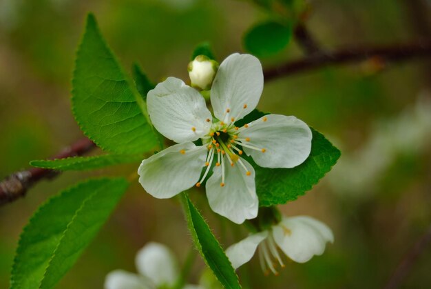 Macro de cerisier en fleurs au début du printemps