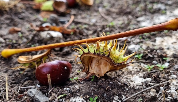 Macro de châtaignes. Les hérissons et les châtaignes tombent au sol.