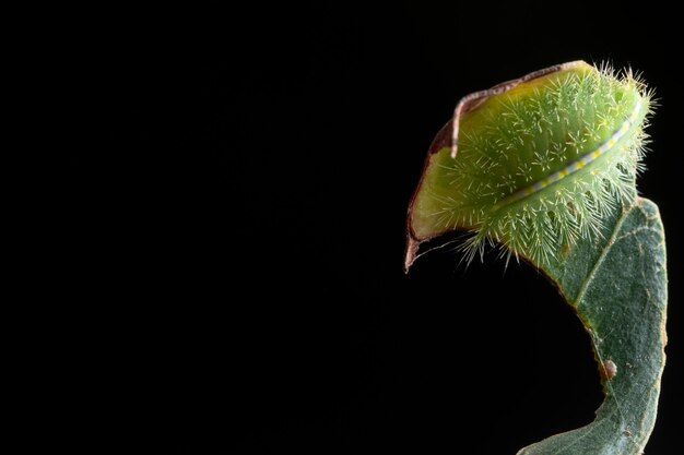 Macro chenille sur une feuille