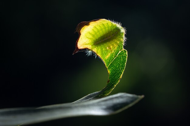 Macro chenille sur une feuille