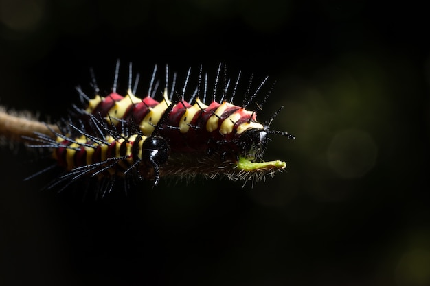 Macro chenille sur une feuille