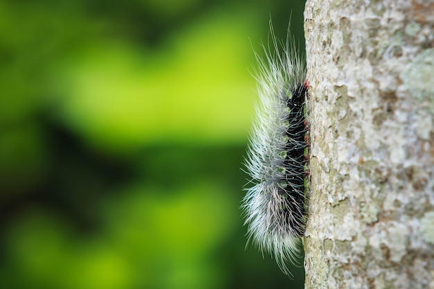 Macro chenille fourrure sur l&#39;arbre et le flou vert