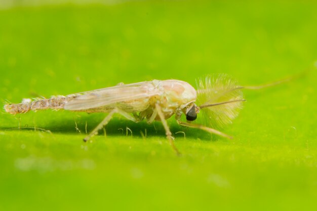 Macro chironomides