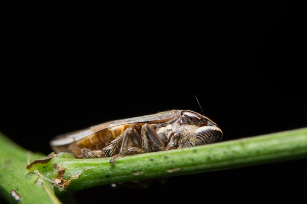 Macro cicadelle sur feuille