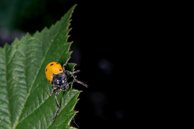 Macro de coccinelle orange sur fond vert