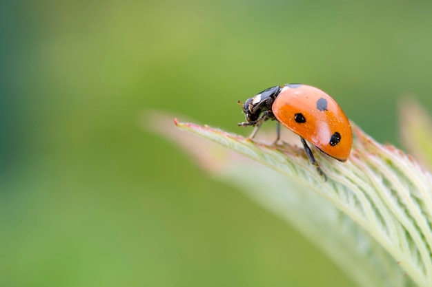 Macro de coccinelle rouge sur fond vert