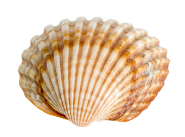 Photo macro de coquillage de mer