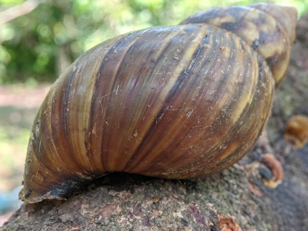 Macro de coquille d'escargot