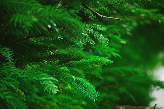 macro coup de branche de pin avec des gouttes d'eau