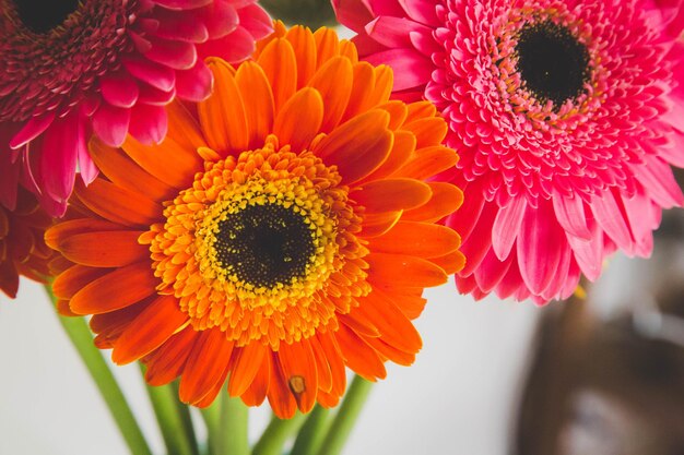 Macro coup de fleur d'orange