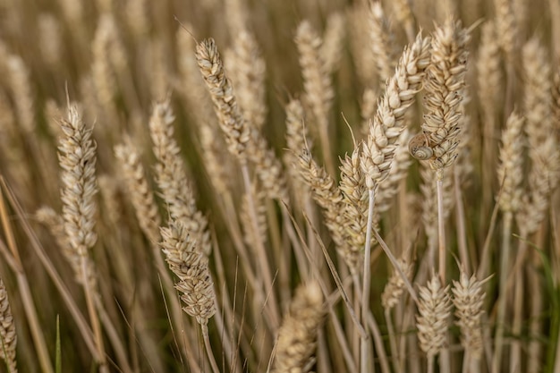 Macro détaillée de l'épi d'orge