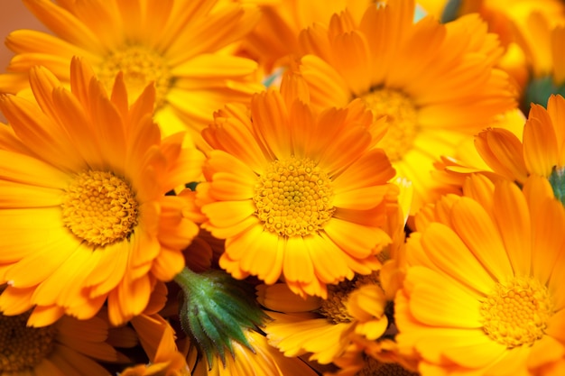 Macro de diverses fleurs jaunes en arrière-plan