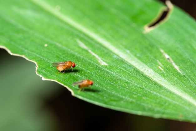 Macro Drosophila sur les feuilles