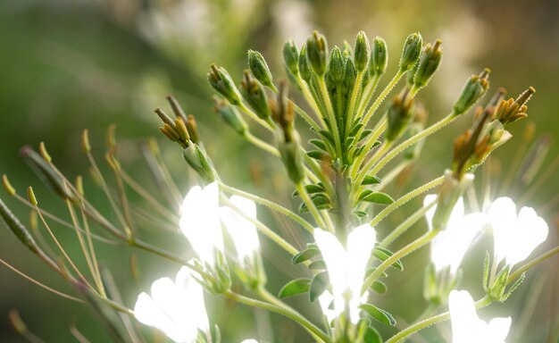 macro, écharde, fleur d'araignée, cleome gynandra, effet de lueur