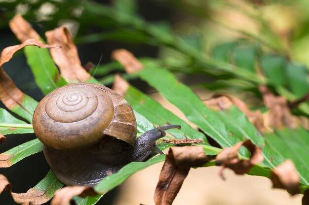 Macro d'escargot sur un arbre dans la nature