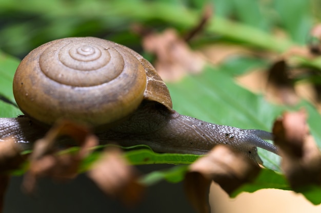 Macro d'escargot sur un arbre dans la nature