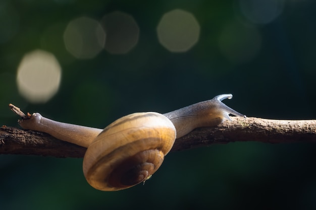 Macro escargot sur une branche