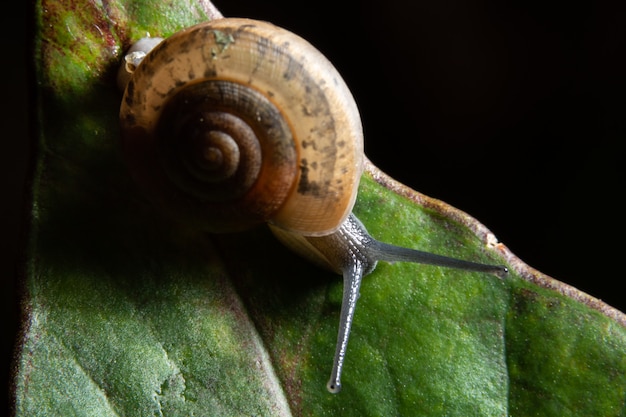 Macro escargot sur feuille verte