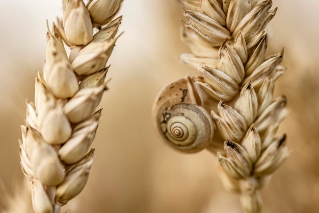 Macro d'escargot sur la pointe de champ de pays