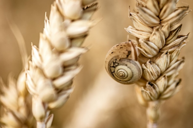 Macro d'escargot sur la pointe de champ de pays