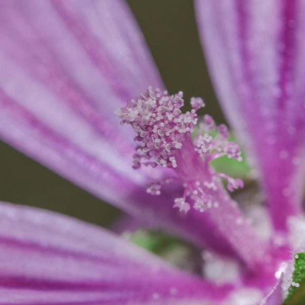 Une macro des étamines d'une fleur de mallow sauvage