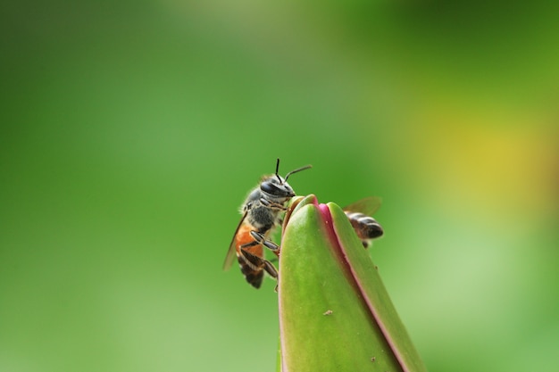 Macro fermer les abeilles sur le lotus.