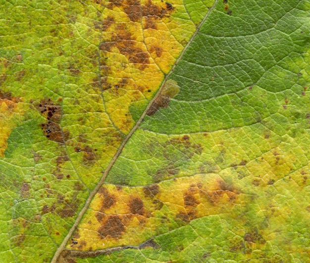 Macro de feuille d&#39;arbre vert automne