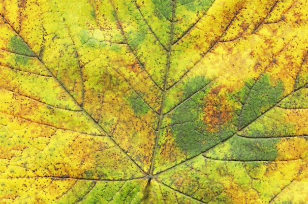 Macro de feuille d&#39;arbre vert automne