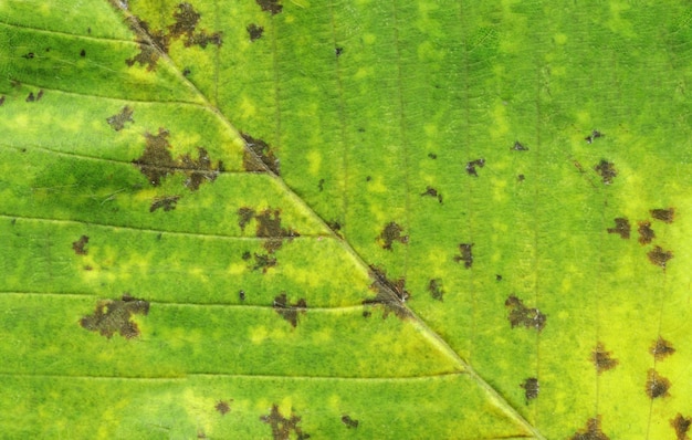 Macro de feuille d&#39;arbre vert automne